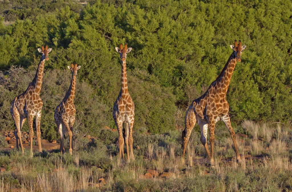 Ko Ka Tsara Bush Camp Vila Beaufort West Exterior foto