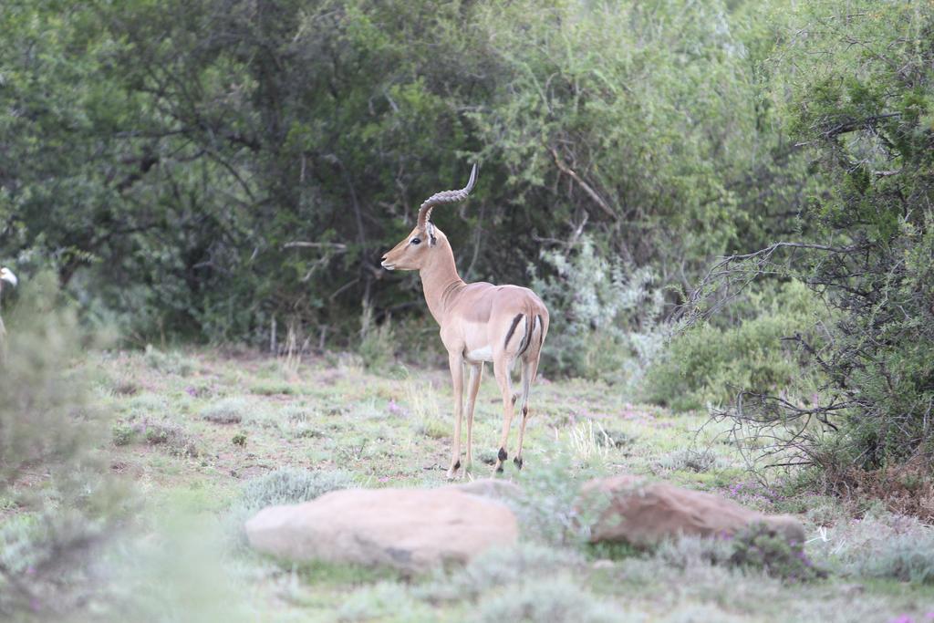 Ko Ka Tsara Bush Camp Vila Beaufort West Exterior foto